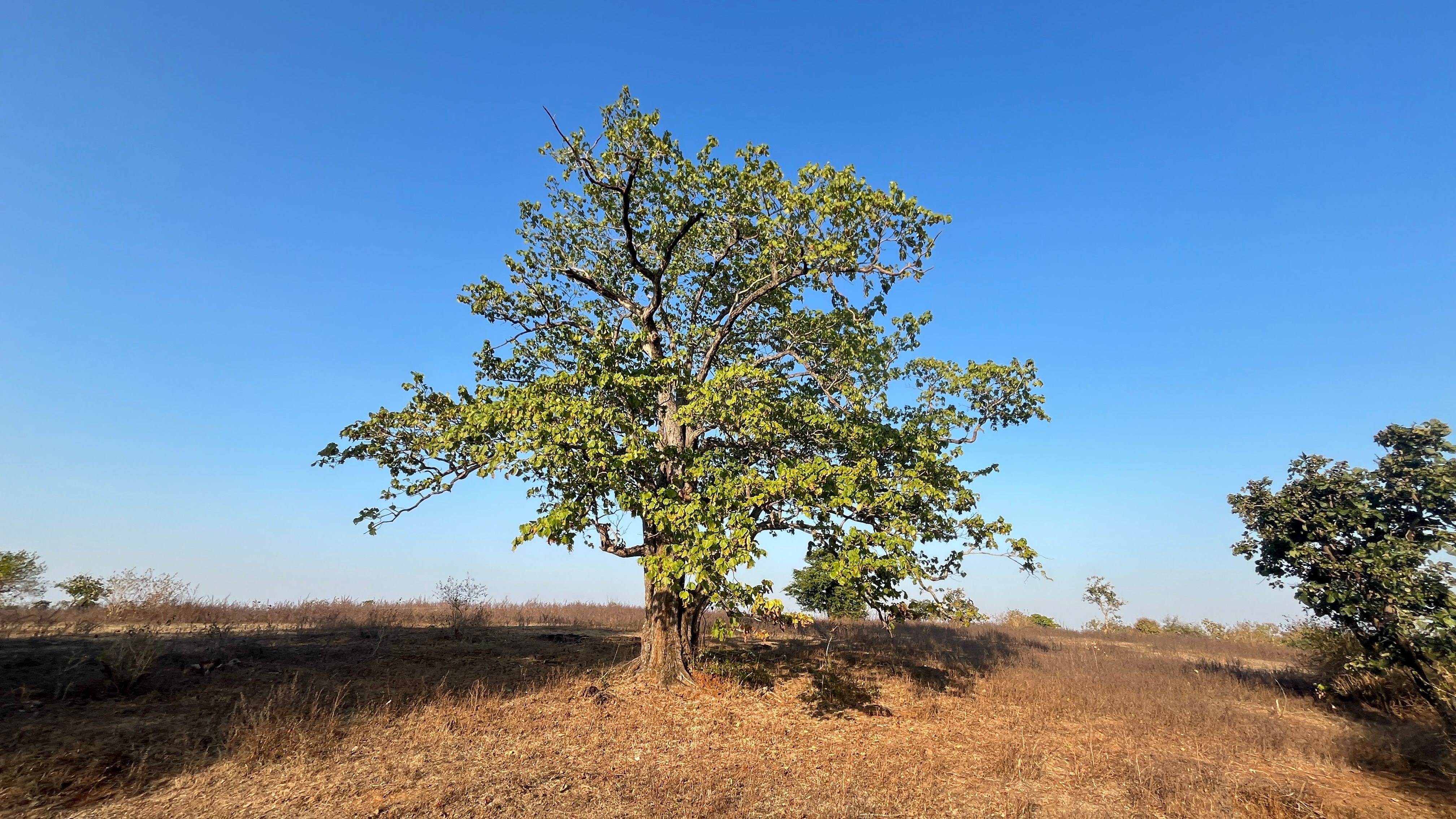 Mahua