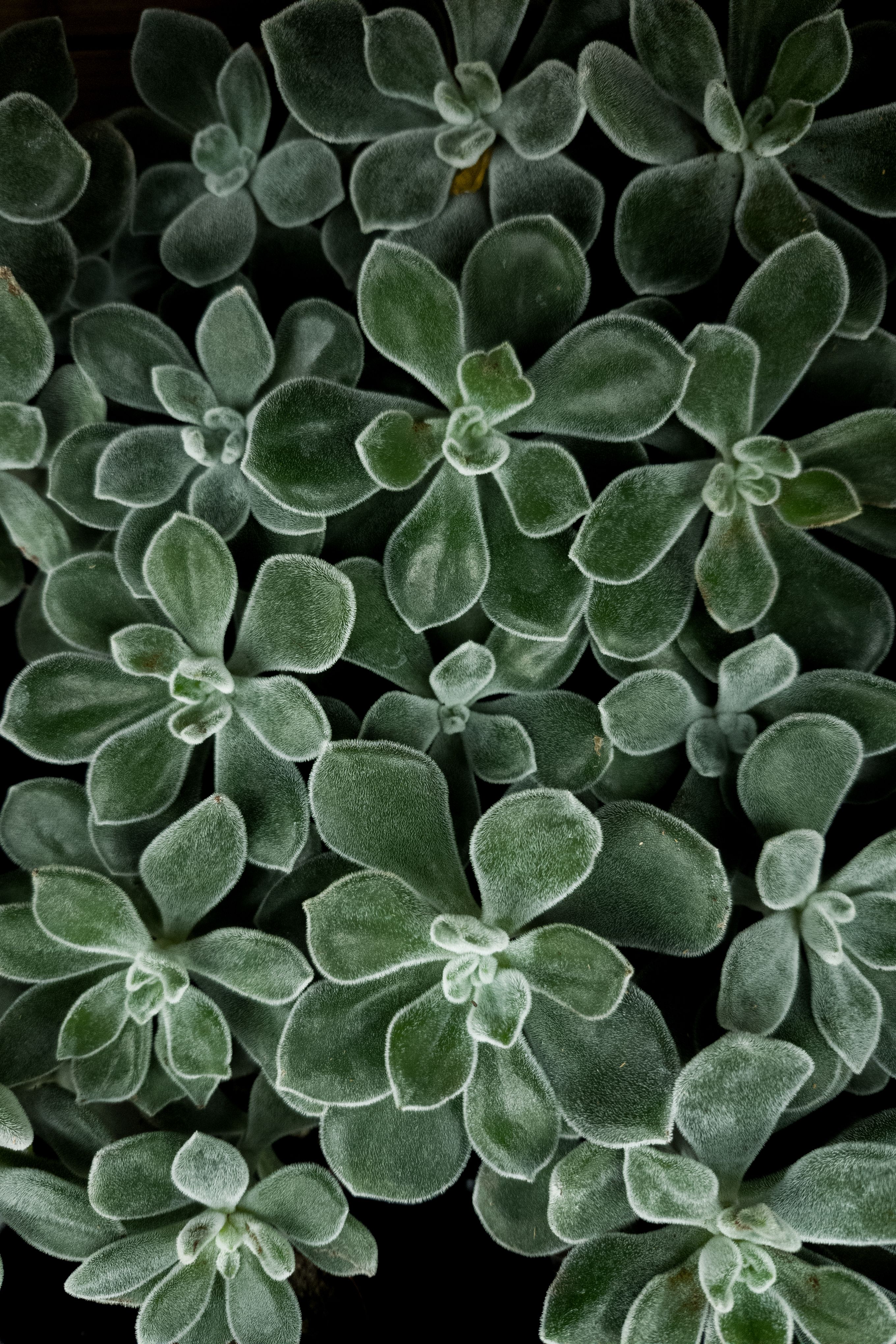 Ice Jade Succulent Photos, Download The BEST Free Ice Jade Succulent Stock  Photos & HD Images