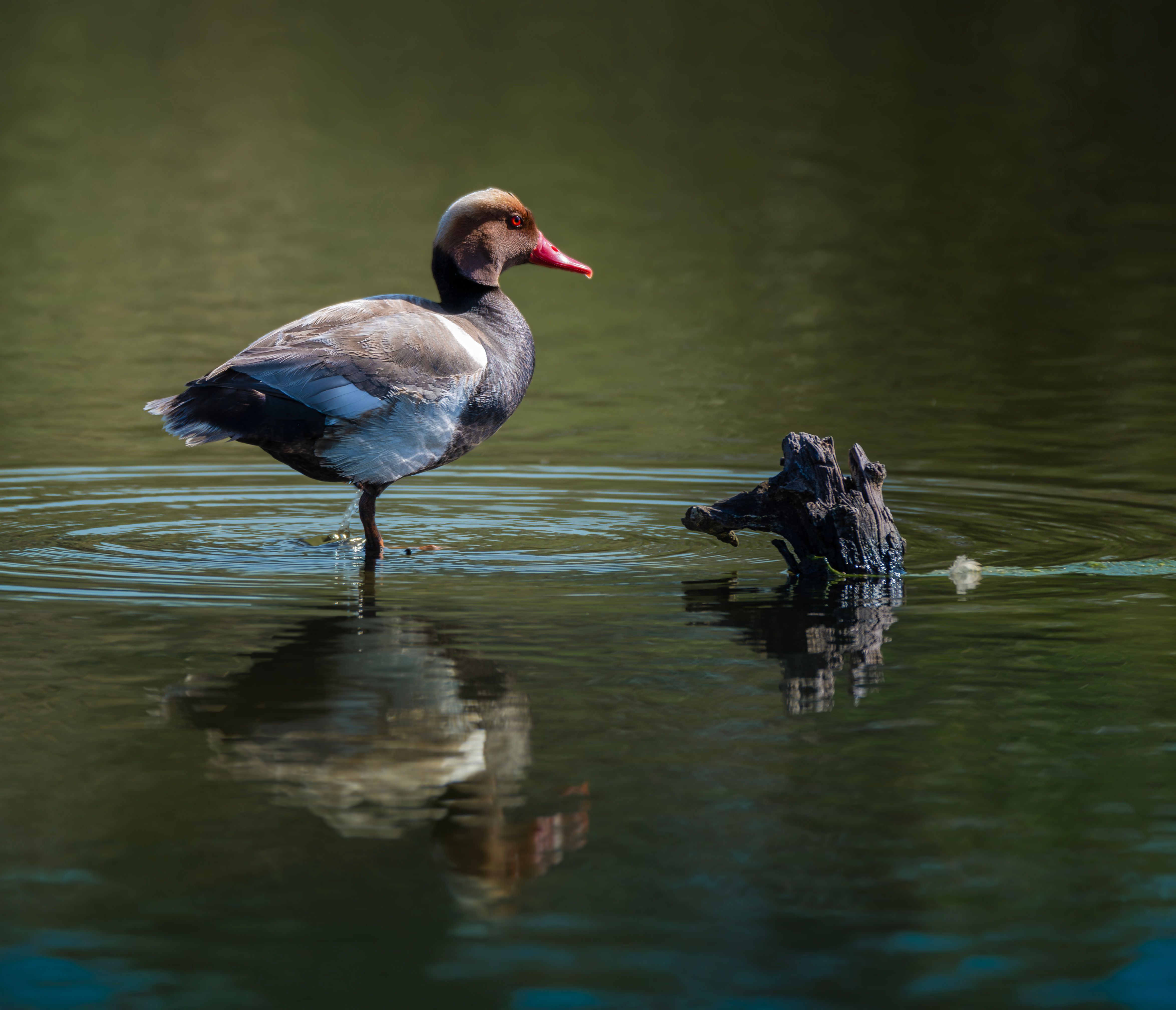 Red-crested Pochard stands in tranquil water with reflection.