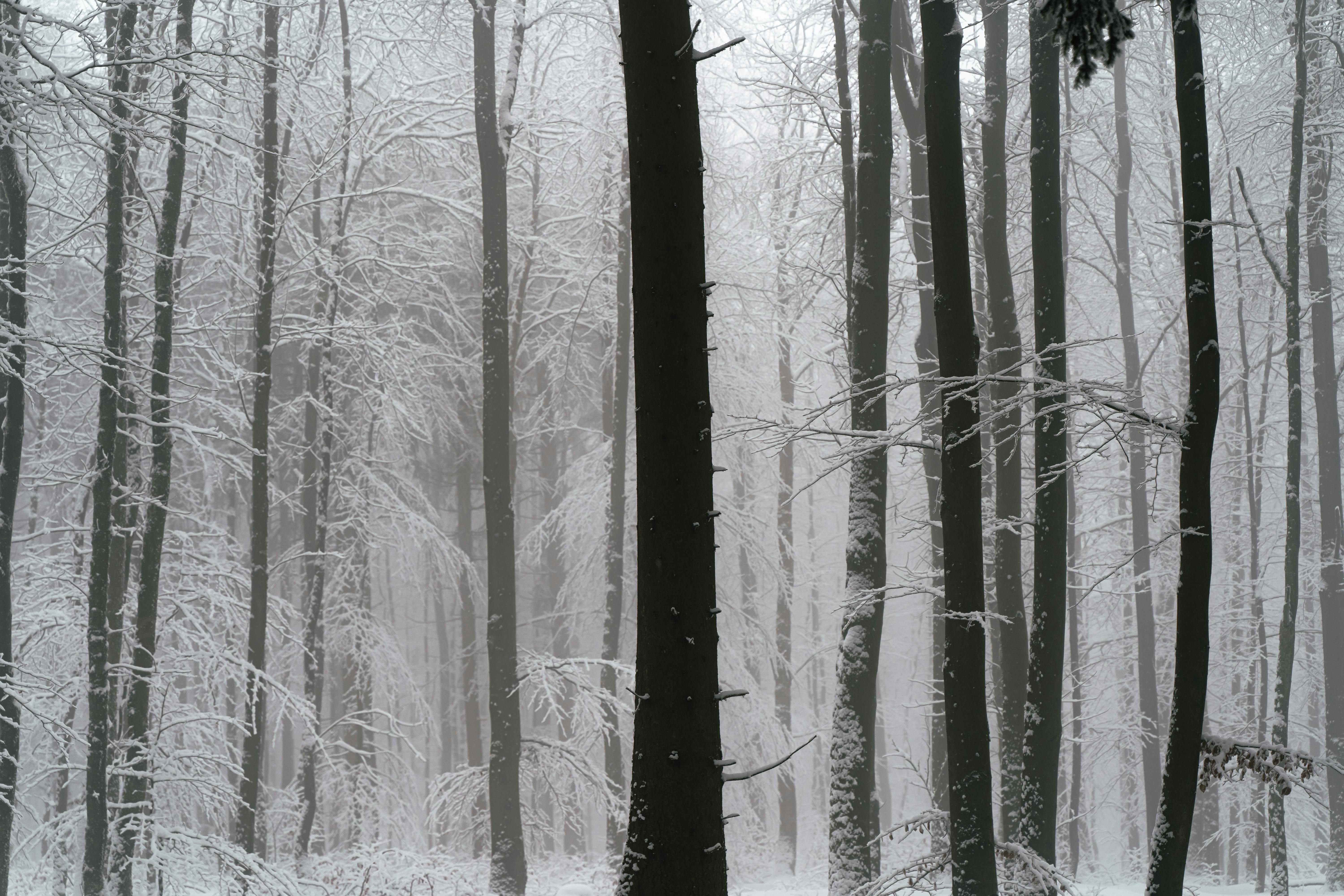 Serene forest with tall trees covered in snow, shrouded in a winter mist.