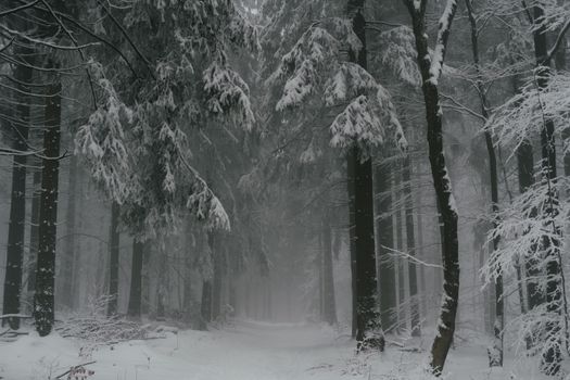 Peaceful snow-covered forest path surrounded by tall trees in a winter wonderland.