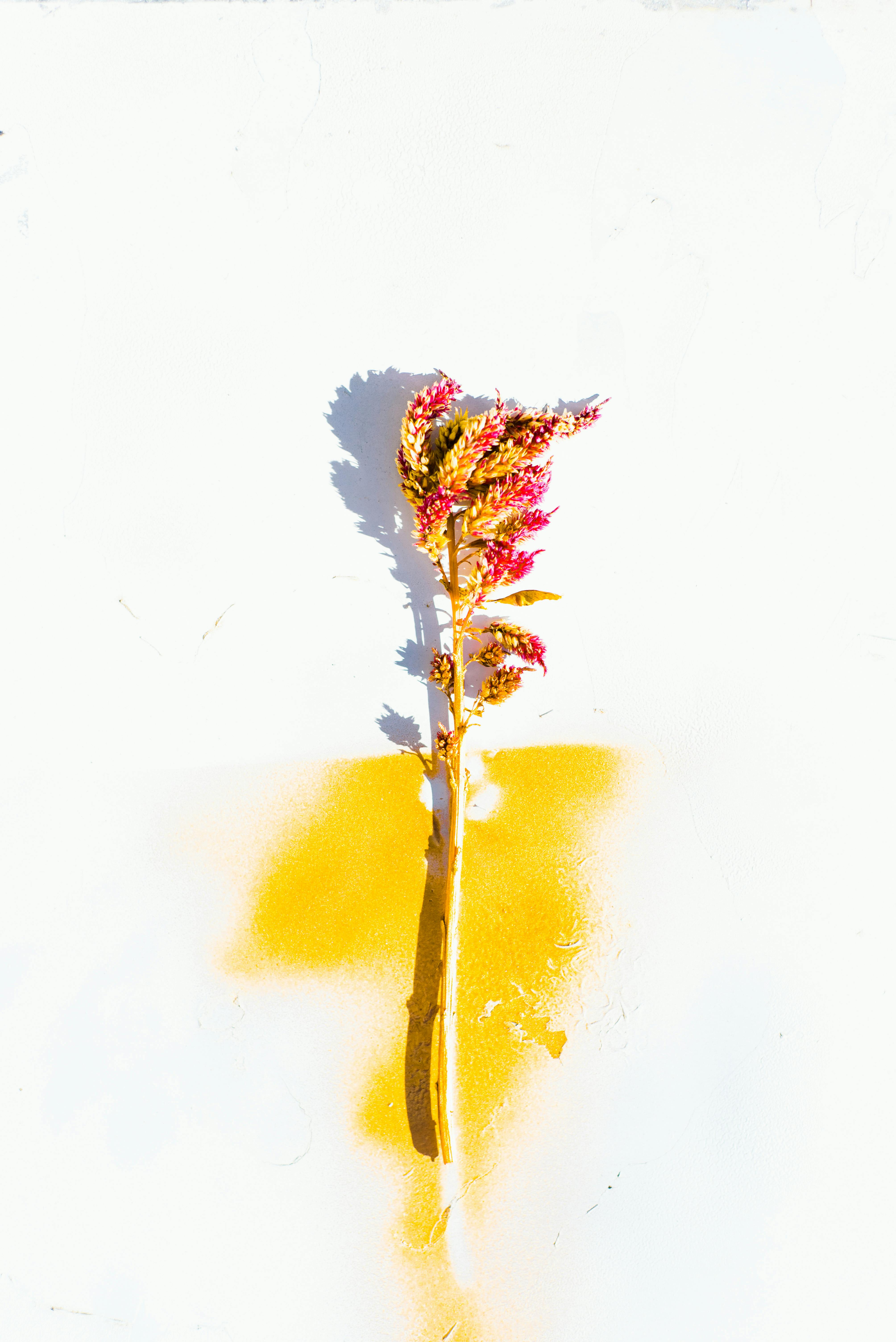 A single flower stem with vibrant colors and artistic yellow splash