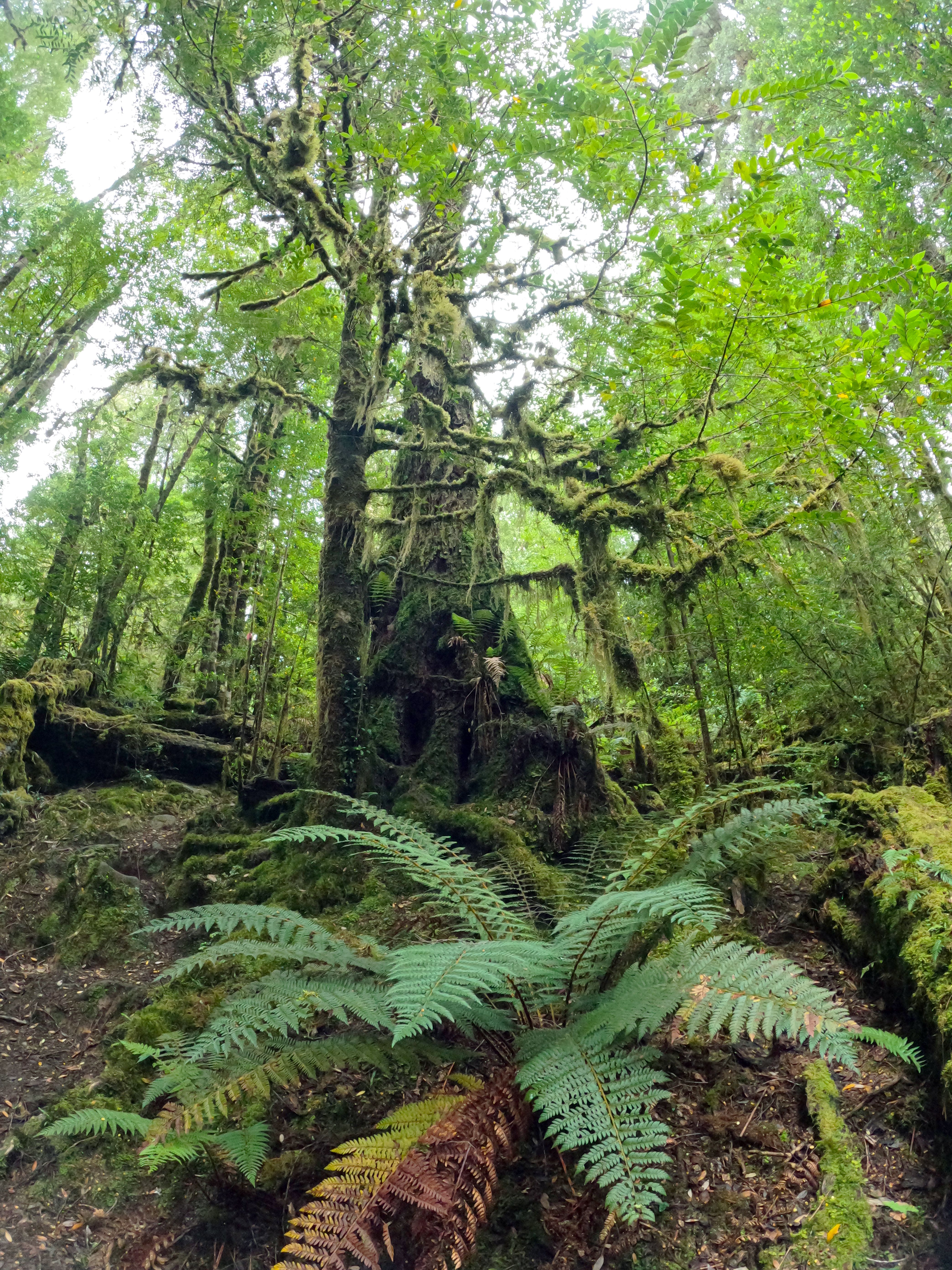 Explore the rich, verdant landscapes of Tasmania's pristine rainforest.