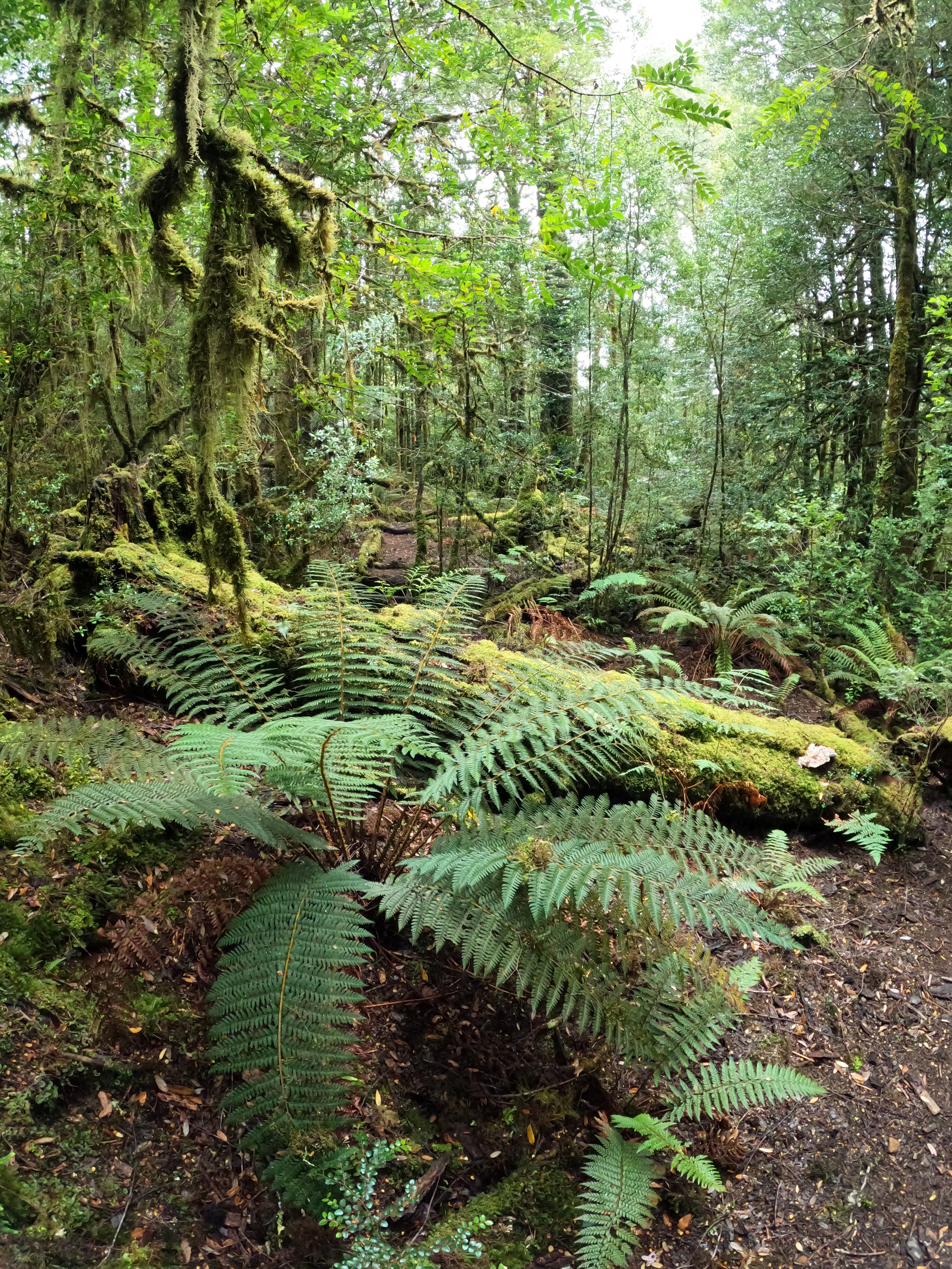 Explore the dense, green forest with ferns in Tasmania, Australia.