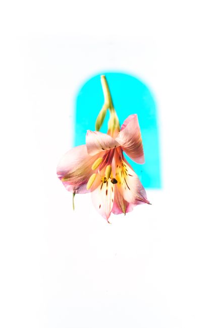 Close-up of a vivid pink lily with a bright blue arch backdrop.
