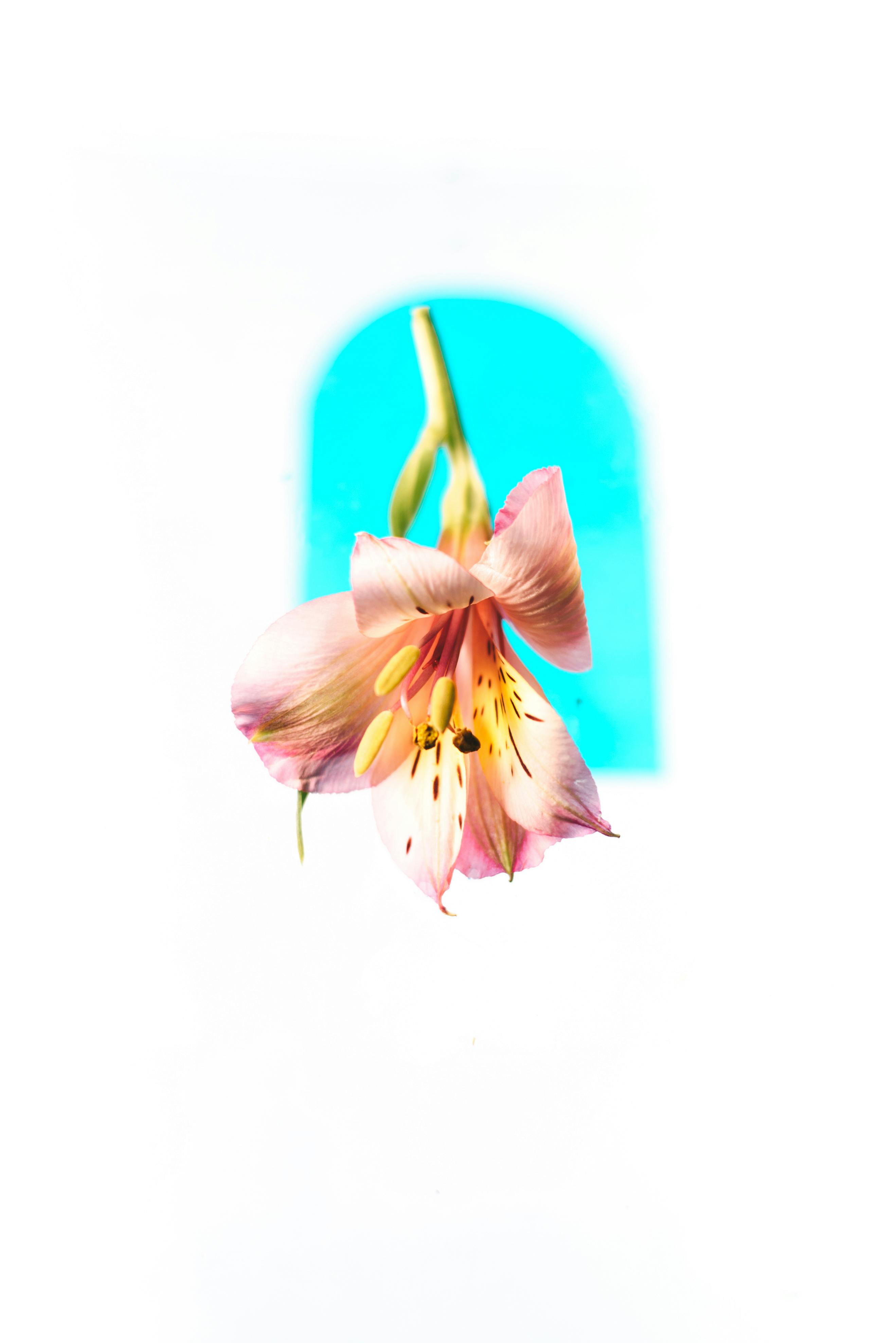 Kostenlos Nahaufnahme einer leuchtend rosa Lilie vor einem hellblauen Bogen im Hintergrund. Stock-Foto