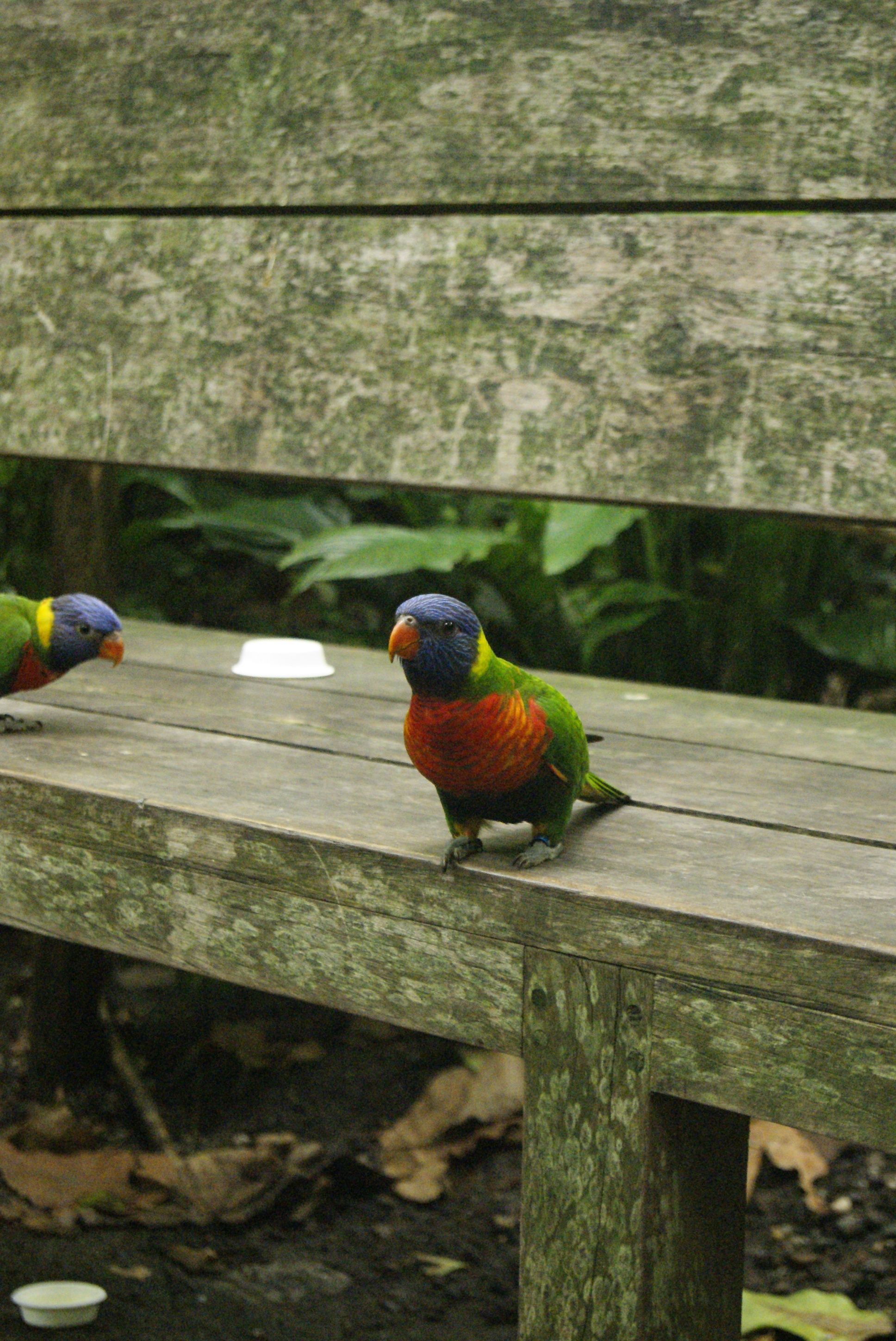 Vibrant Parrots on Wooden Bench in the Netherlands · Free Stock Photo