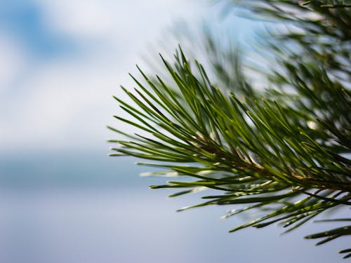 Δωρεάν στοκ φωτογραφιών με naturee, φωτογράφος