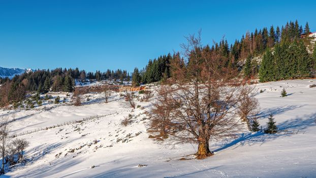 A tranquil winter scene with snowy hills and pine trees in Romania.