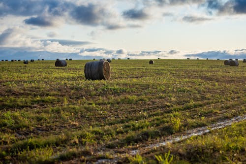 Gratis stockfoto met naturee