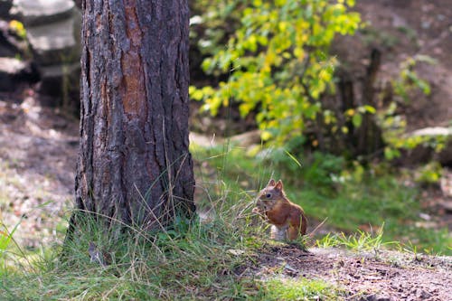 Gratis arkivbilde med naturee, treess