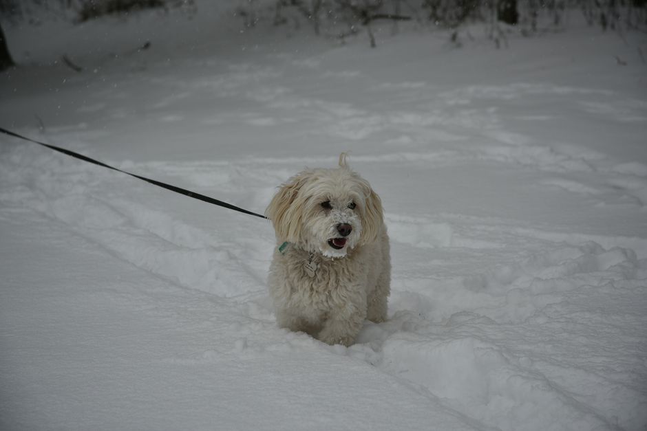 A cute fluffy dog on a leash having fun in the winter snow outdoors.