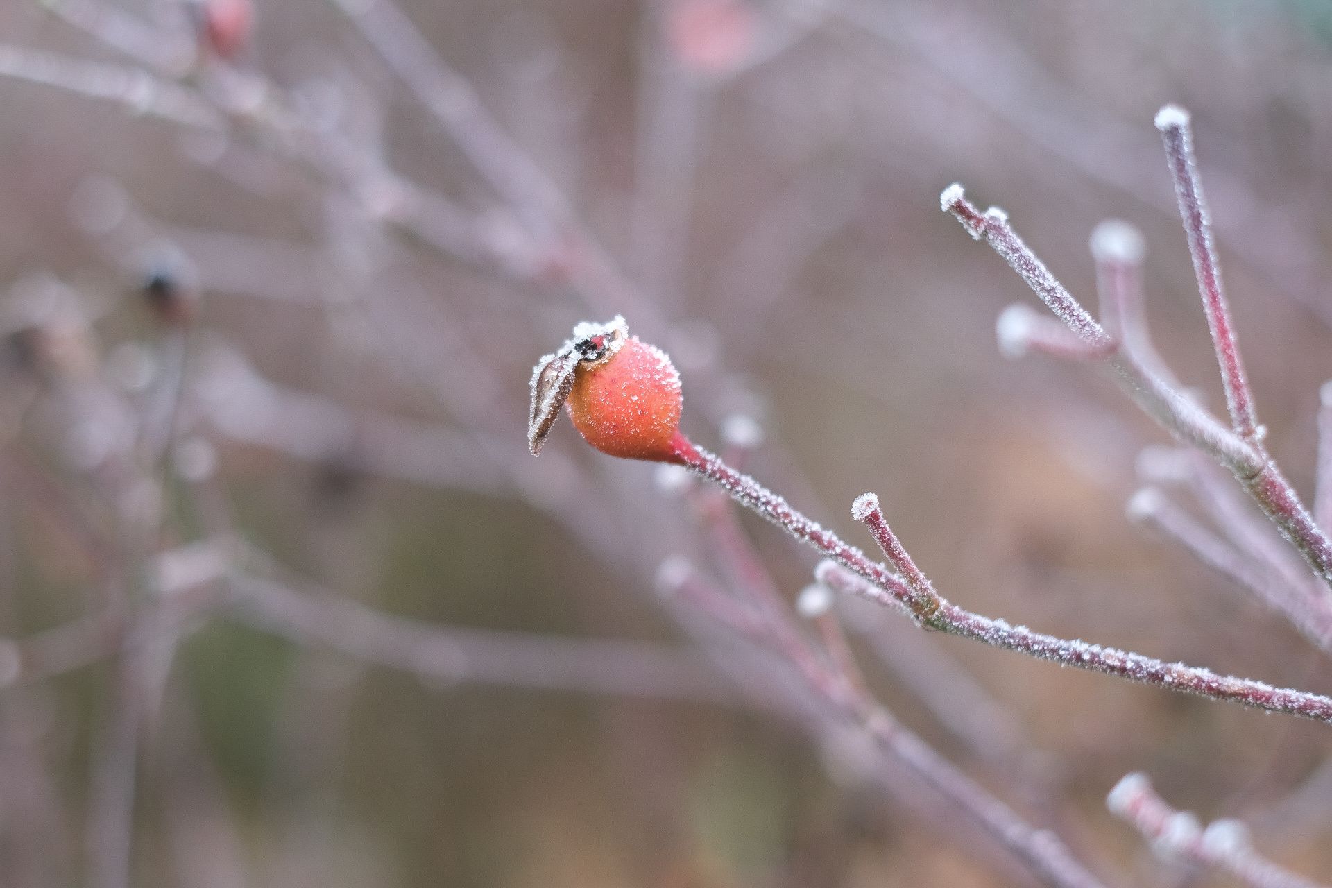 Close-up of a frosted rose hip on bare branch, capturing winter's chill.