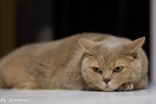 Gratis stockfoto met grijze kat, grote kat