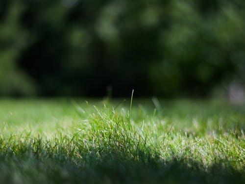 Free stock photo of drops, green grass, nature