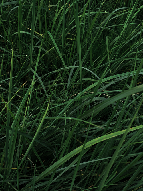 Free Close-up of lush green grass blades outdoors during summer, perfect for nature themes. Stock Photo