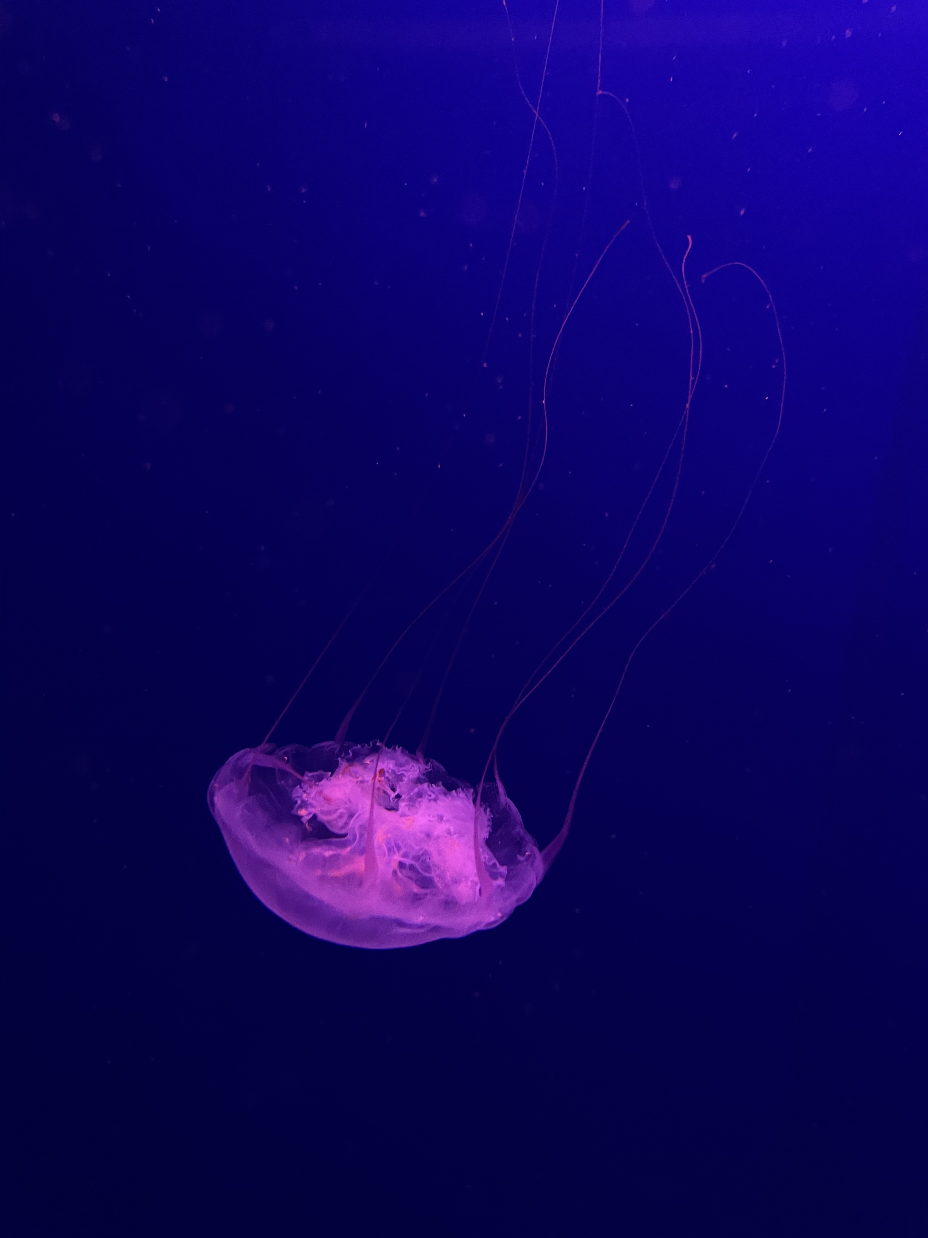 Ethereal Jellyfish in Deep Blue Ocean · Free Stock Photo