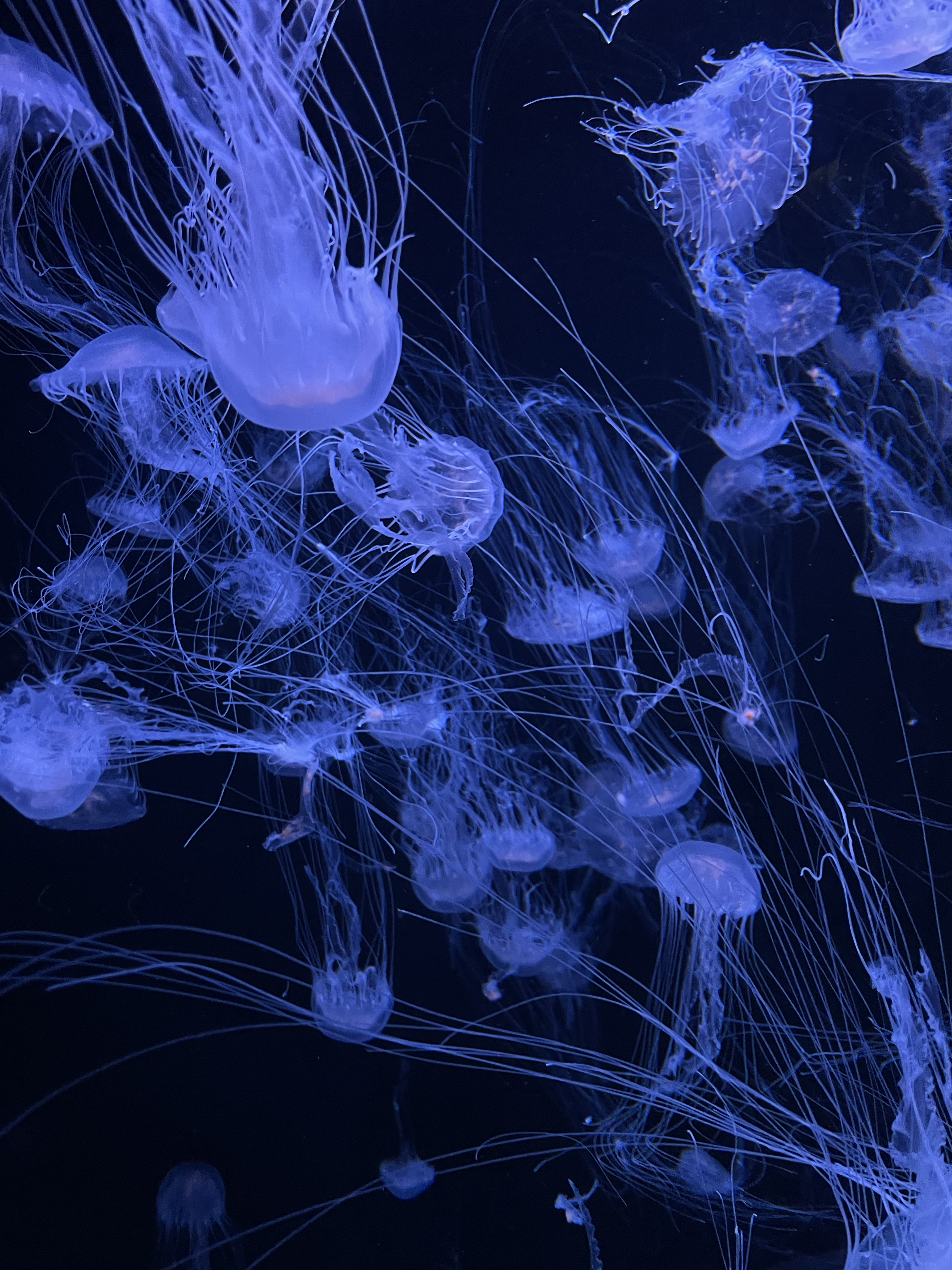 Mesmerizing Glow of Jellyfish in Dark Aquarium · Free Stock Photo
