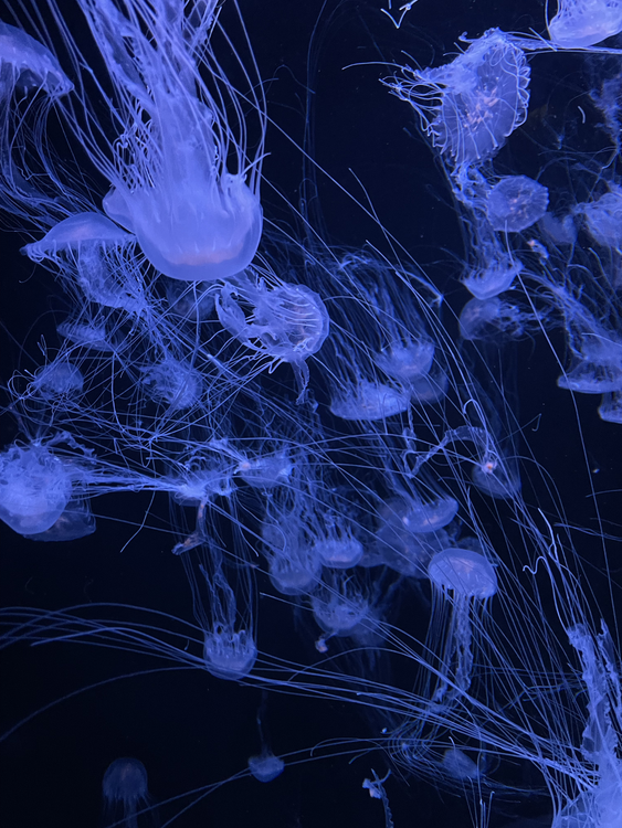 Mesmerizing Glow of Jellyfish in Dark Aquarium · Free Stock Photo