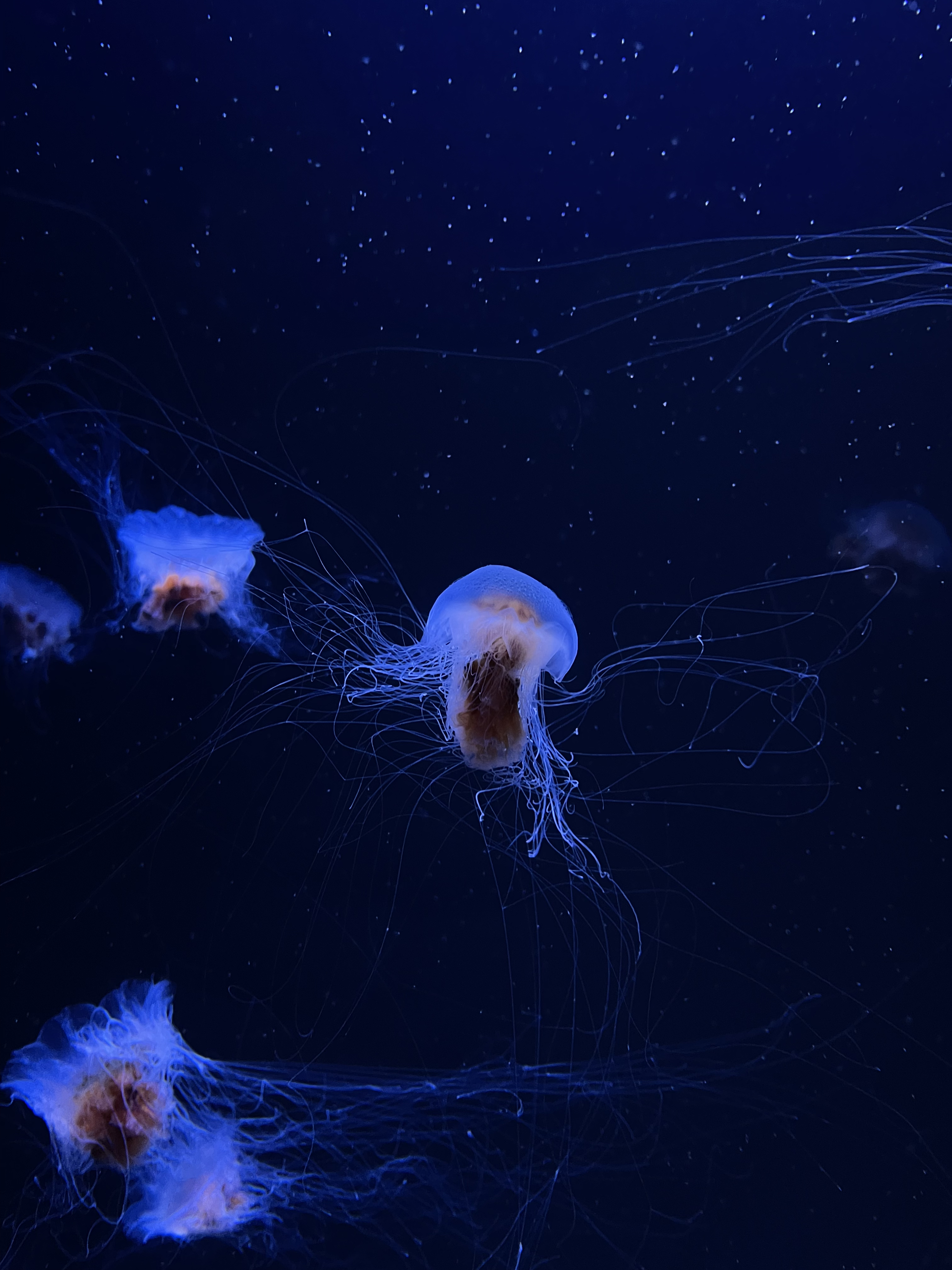 Ethereal jellyfish with long tentacles glowing in deep ocean waters