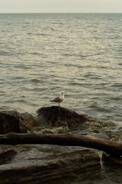 Free A serene view of a seagull resting on rocks by the Toronto lakeside. Stock Photo