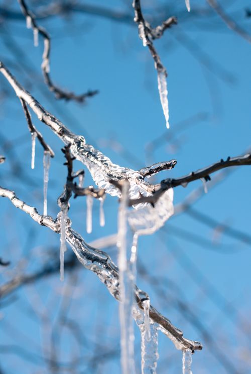 Free Delicate icicles hanging from bare tree branches on a bright winter day with a clear blue sky. Stock Photo