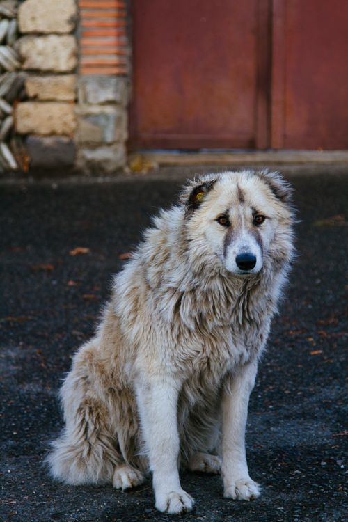 Free A fluffy dog with sad eyes sits alone on a street next to a brick wall. Stock Photo