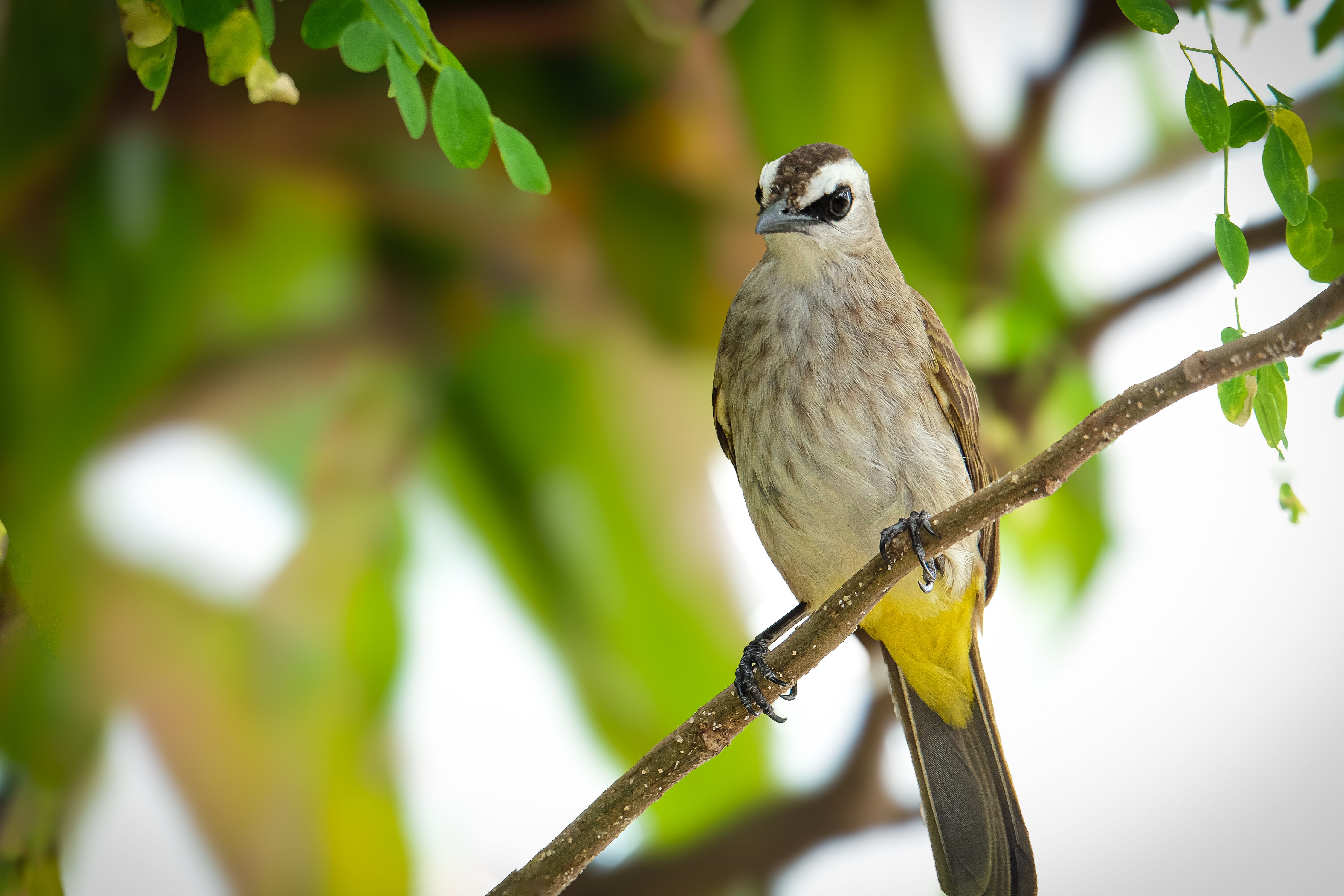 A close-up of a yellow-vented bulbul bird sitting on a branch surrounded by green leaves.