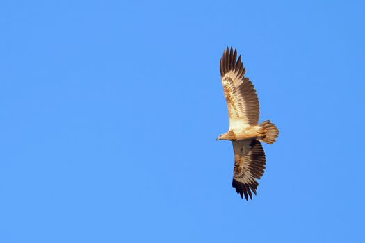 eagle photo