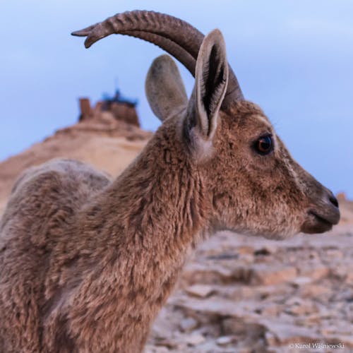 Foto profissional grátis de animal, íbex, natureza