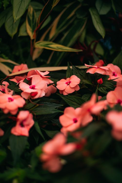 Vivid Pink Flowers in Lush New Zealand Garden · Free Stock Photo