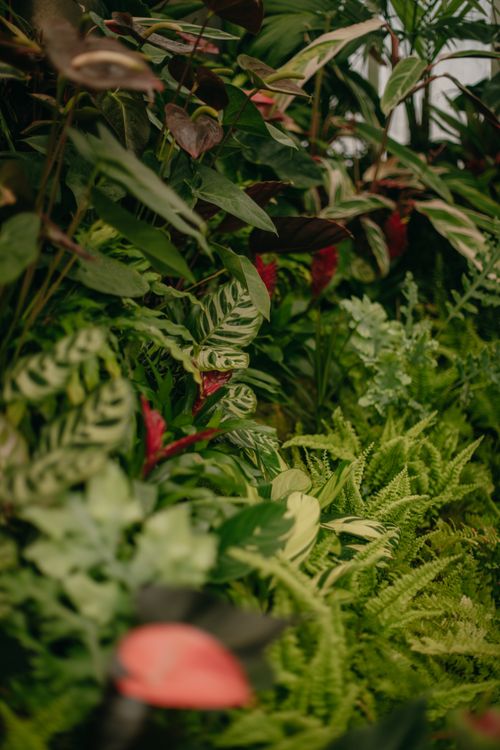 Free Explore vibrant tropical plants and foliage inside a New Zealand glasshouse garden. Stock Photo