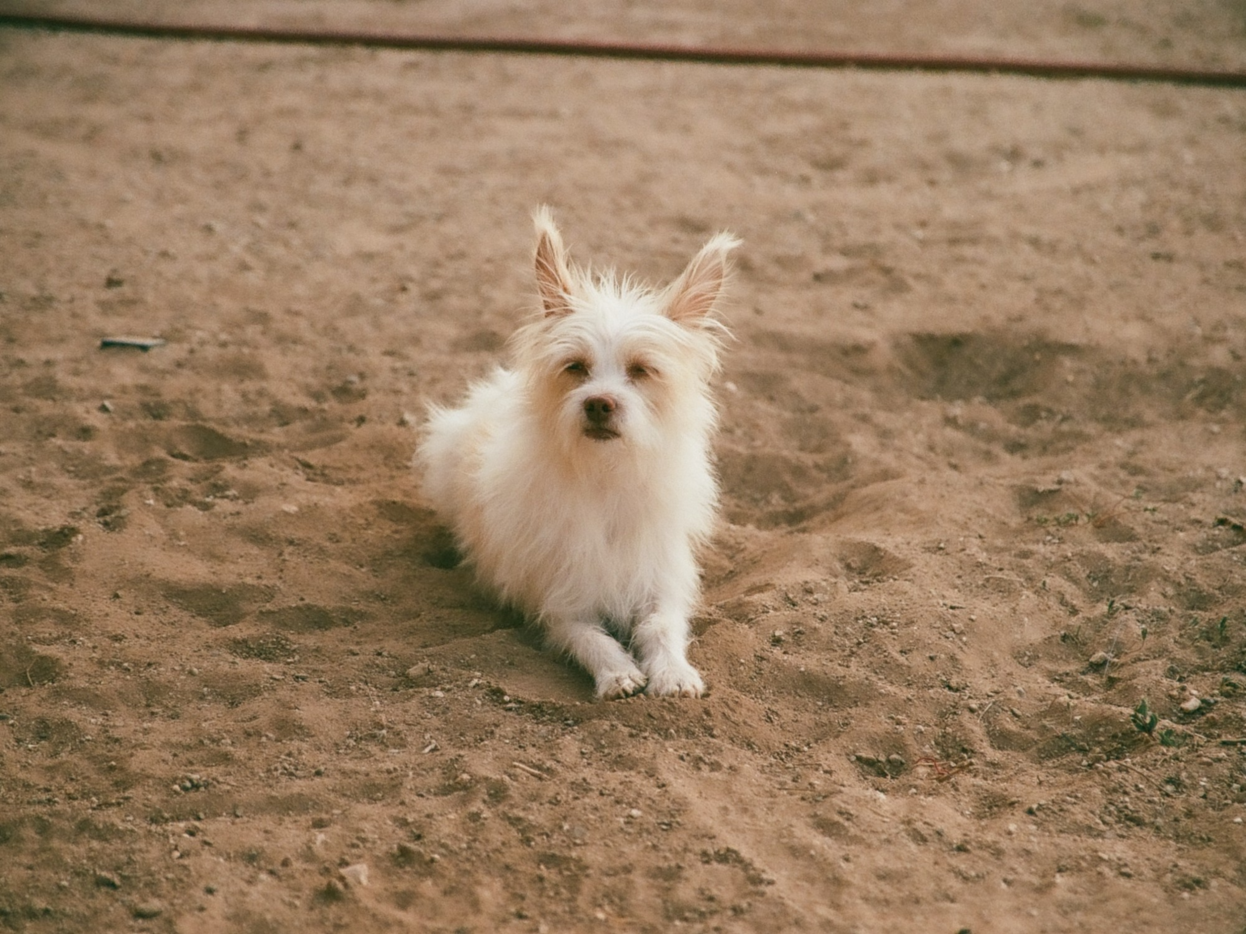 Portrait of a dog at a veterinary clinic