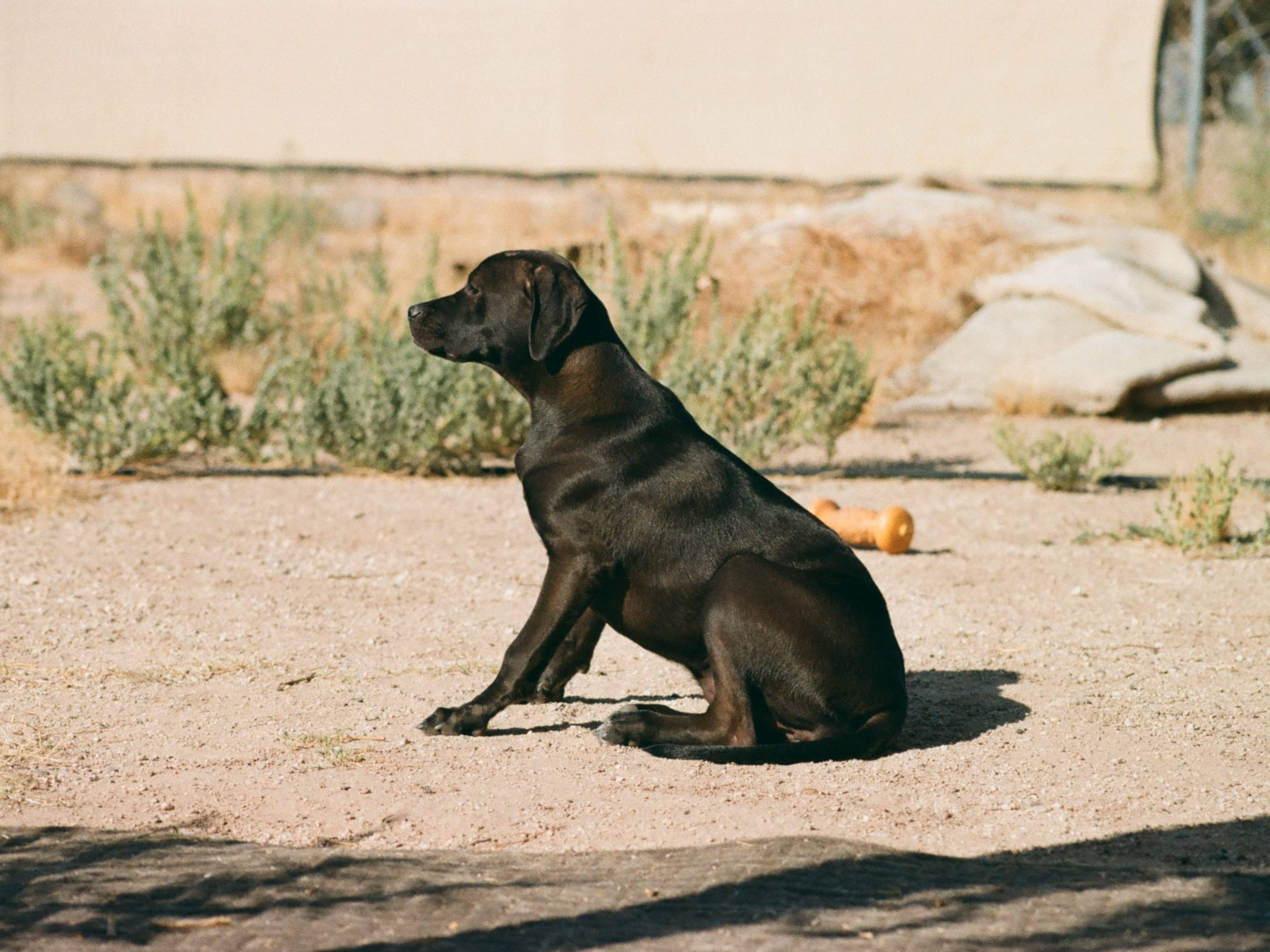 Best Dog-Friendly Hotels in Tucson 2026: Top Picks