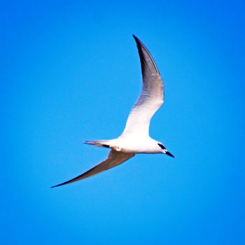 Wingspan