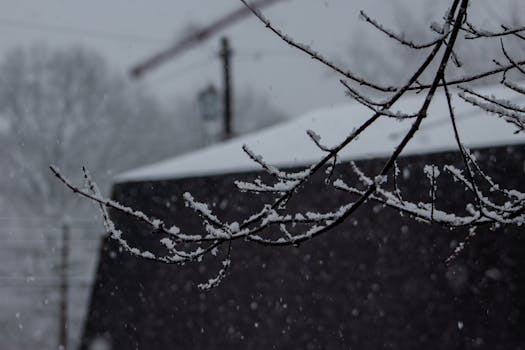 Close-up of snow-covered branches during a winter snowfall in Parkersburg, WV.