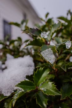 Detailed view of snow-covered leaves showcasing a winter scene.