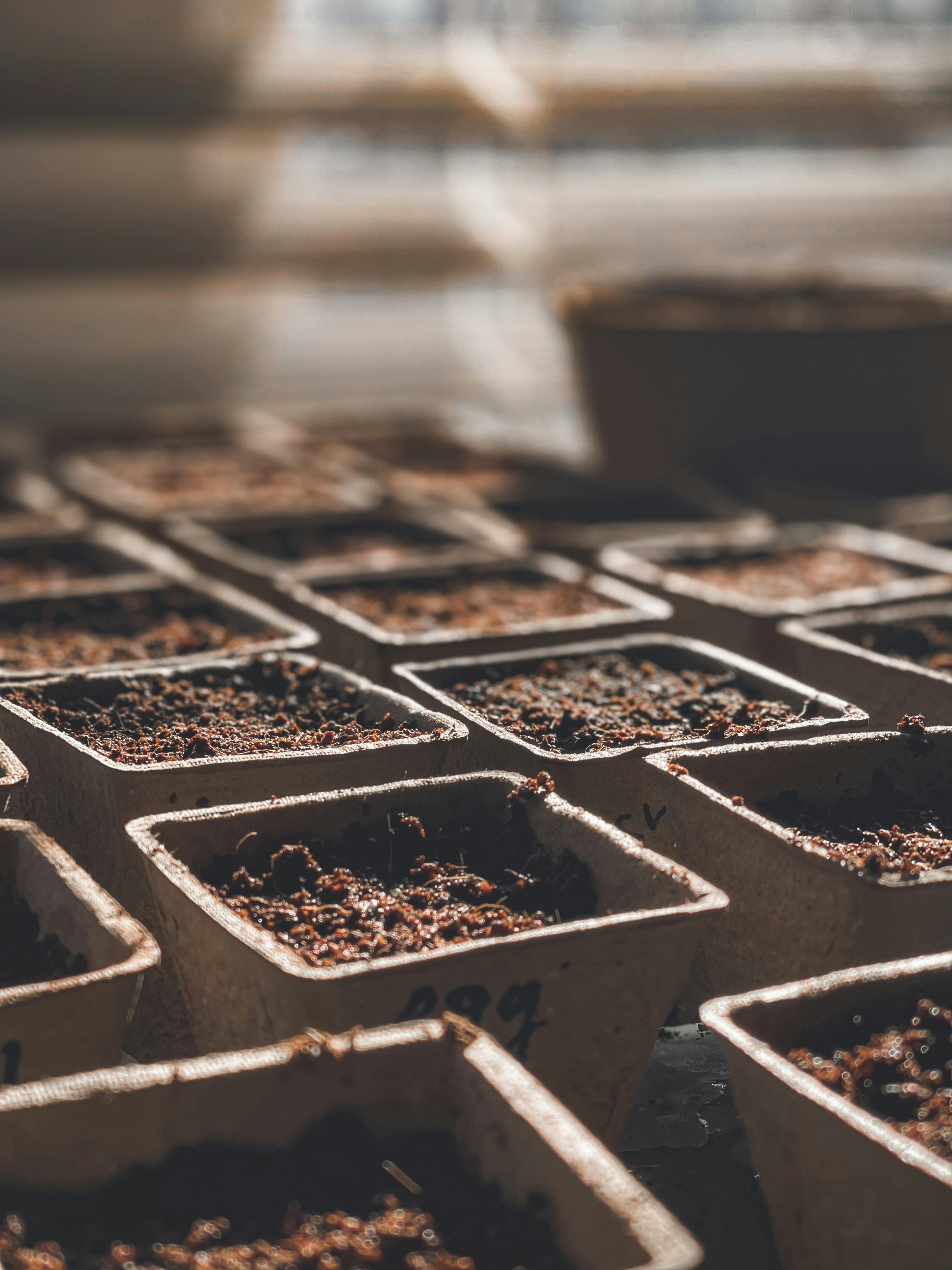 sprouting seeds home