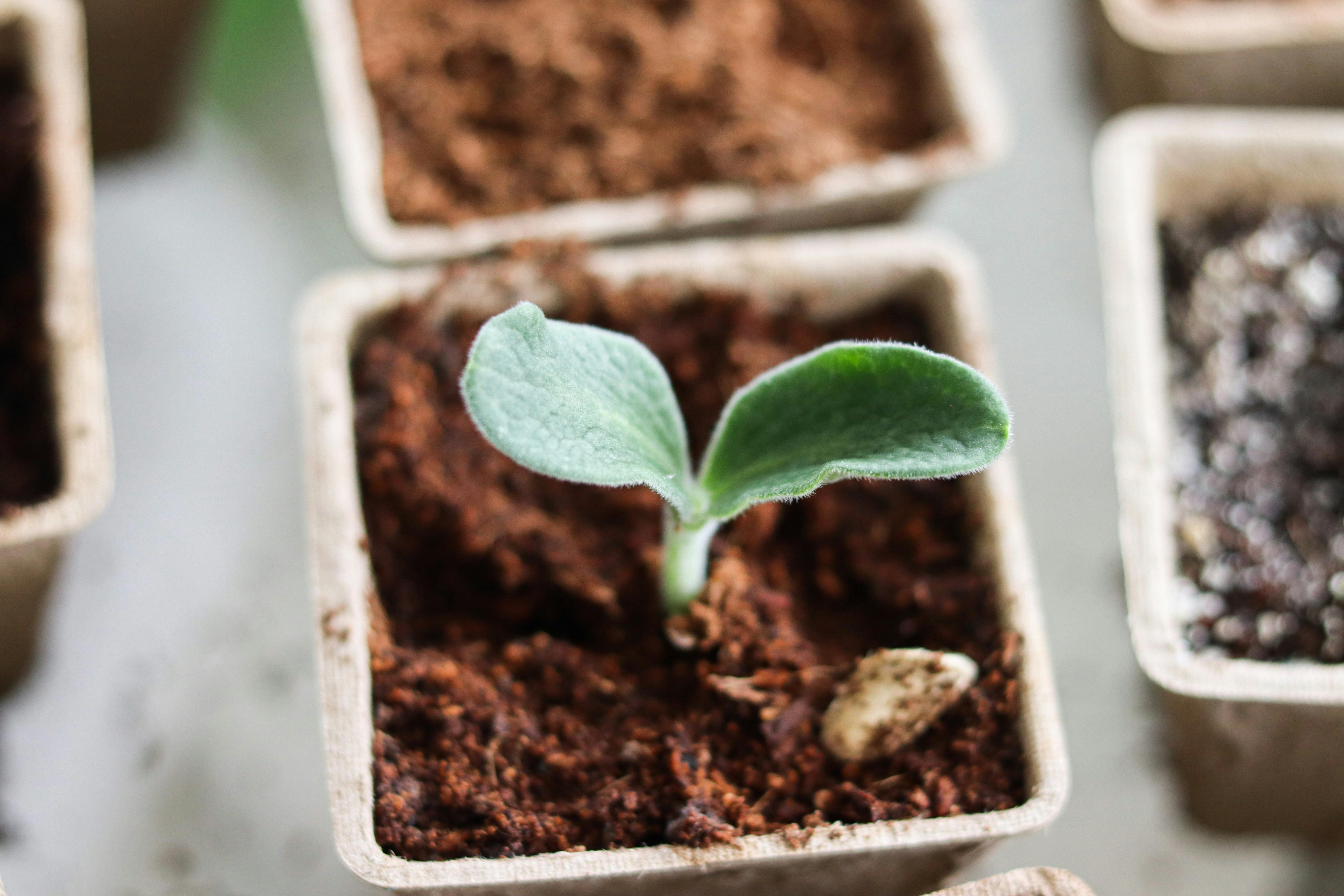 Close-up of a young plant sprouting in a small biodegradable pot, ideal for indoor gardening enthusiasts.