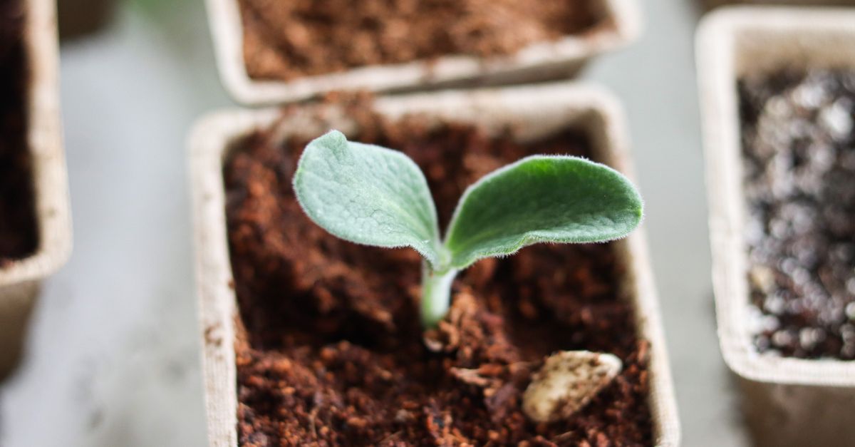 Calendrier du potager : quand planter, semer et récolter ?