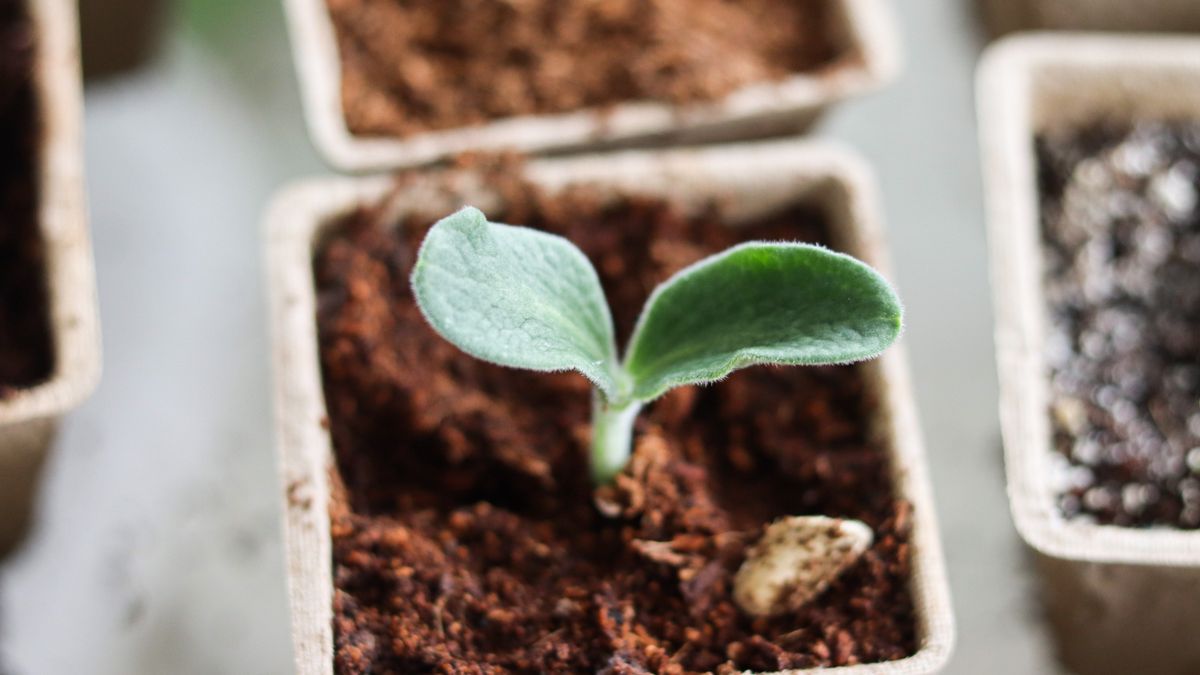Réussir ses semis de légumes dautomne en juillet - illustration
