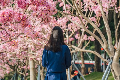 Free A woman stands among vibrant pink cherry blossoms in a bright outdoor setting. Stock Photo