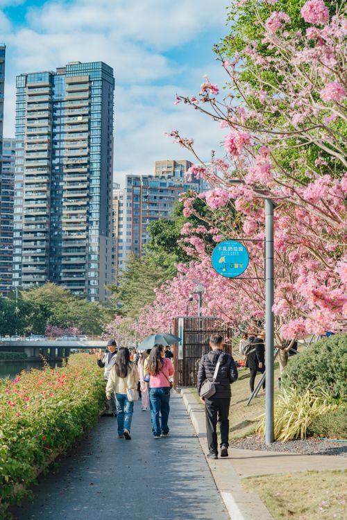 Free People strolling beside cherry blossoms in an urban park setting during spring. Stock Photo