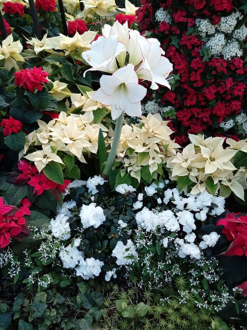 Free Colorful floral display featuring poinsettias and lilies in a garden setting. Stock Photo