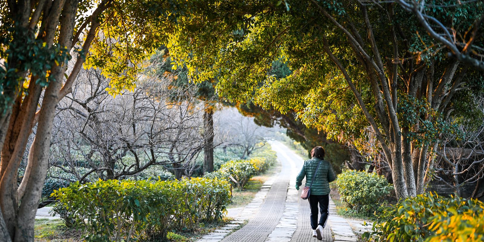 A warm, peaceful path in a Nanjing park with a person walking under lush green and sunlit trees.