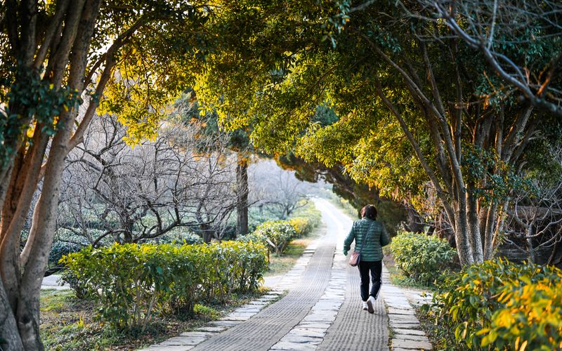 A warm, peaceful path in a Nanjing park with a person walking under lush green and sunlit trees.