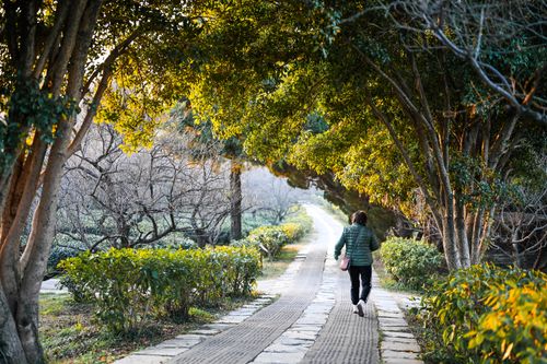 Free A warm, peaceful path in a Nanjing park with a person walking under lush green and sunlit trees. Stock Photo