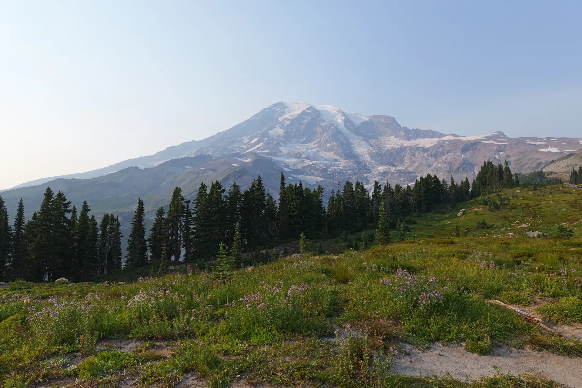 View of Mount Rainier in summer with evergreen trees and wildflowers. View of Mount Rainier in summer with evergreen trees and wildflowers.