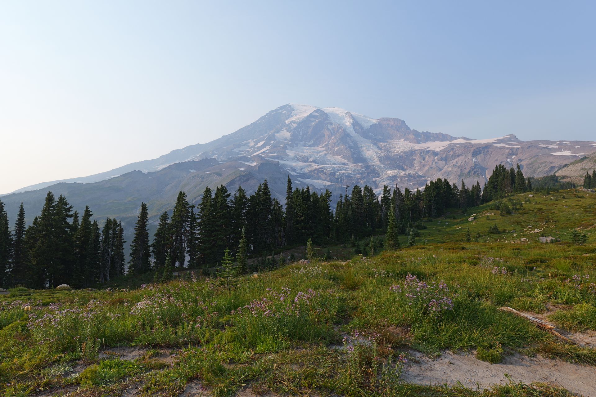 Stunning view of Mount Rainier in summer with evergreen trees and wildflowers.