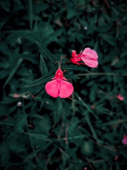 Free Vibrant pink wildflowers standing out against deep green foliage, captured in a close-up view. Stock Photo